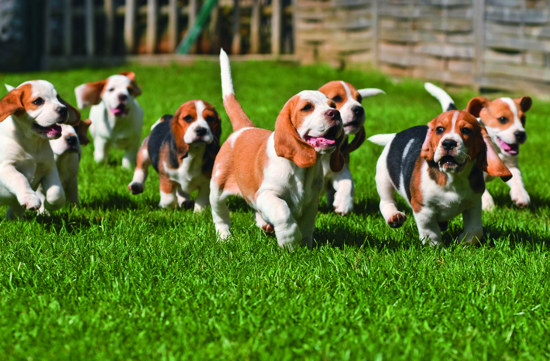 Beagle, Canis lupus f. familiaris, Beagle